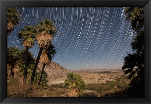 Framed California Fan Palms and a mesquite grove in a desert landscape Print