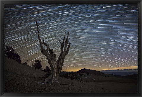 Framed dead bristlecone pine tree against a backdrop of star trails Print