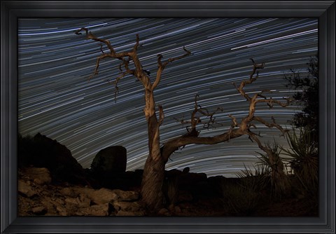 Framed dead Pinyon pine tree and star trails, Joshua Tree National Park, California Print