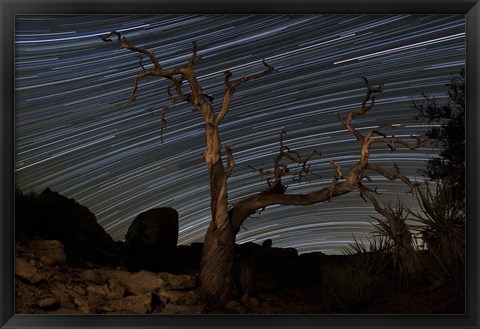 Framed dead Pinyon pine tree and star trails, Joshua Tree National Park, California Print