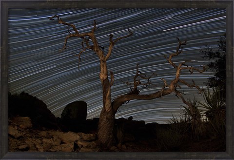 Framed dead Pinyon pine tree and star trails, Joshua Tree National Park, California Print