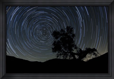 Framed lone oak tree silhouetted against a backdrop of star trails Print