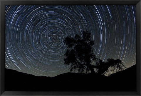 Framed lone oak tree silhouetted against a backdrop of star trails Print