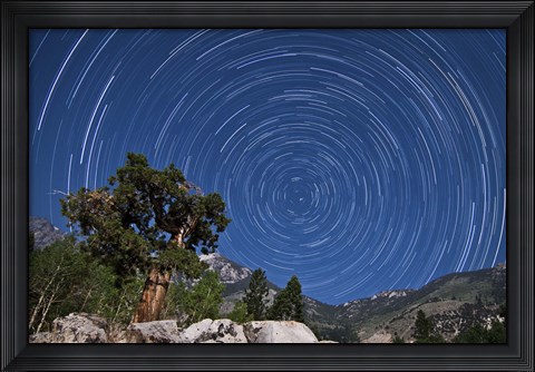 Framed pine tree on a windswept slope reaches skyward towards north facing star trails Print