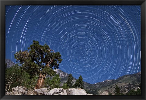 Framed pine tree on a windswept slope reaches skyward towards north facing star trails Print