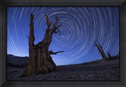 Framed Star trails above an ancient bristlecone pine tree, California Print