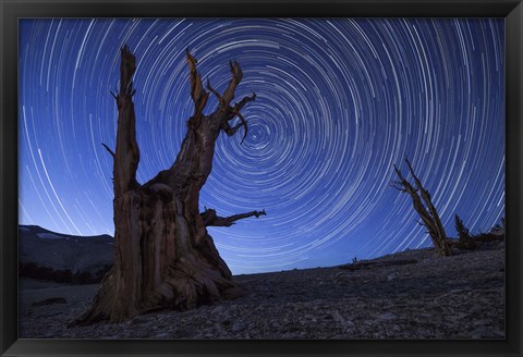 Framed Star trails above an ancient bristlecone pine tree, California Print