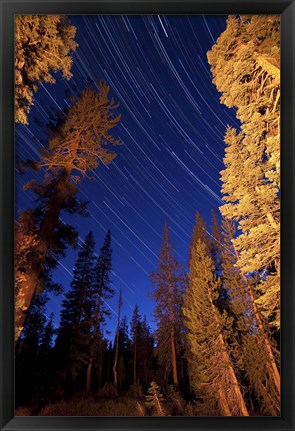 Framed Star trails above campfire lit pine trees in Lassen Volcanic National Park Print