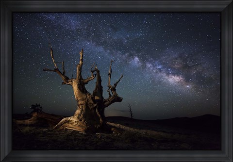 Framed Milky Way and a dead bristlecone pine tree in the White Mountains, California Print