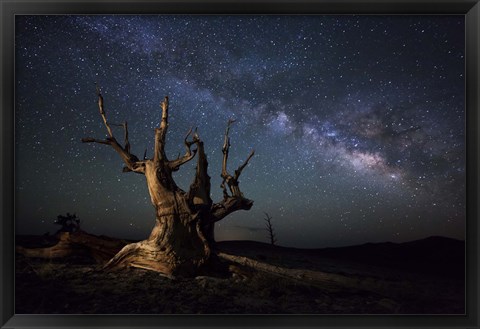 Framed Milky Way and a dead bristlecone pine tree in the White Mountains, California Print