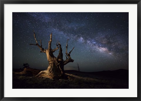 Framed Milky Way and a dead bristlecone pine tree in the White Mountains, California Print