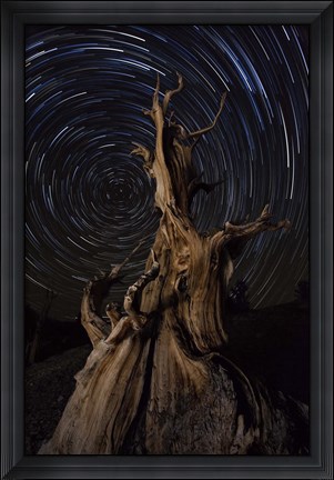 Framed Star trails above a bristlecone pine tree, California Print
