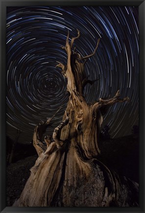 Framed Star trails above a bristlecone pine tree, California Print