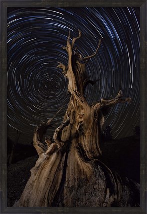 Framed Star trails above a bristlecone pine tree, California Print