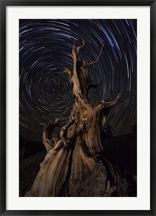 Framed Star trails above a bristlecone pine tree, California Print