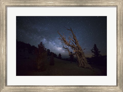 Framed large bristlecone pine in the Patriarch Grove bears witness to the rising Milky Way Print