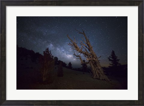Framed large bristlecone pine in the Patriarch Grove bears witness to the rising Milky Way Print