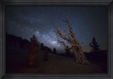 Framed large bristlecone pine in the Patriarch Grove bears witness to the rising Milky Way Print