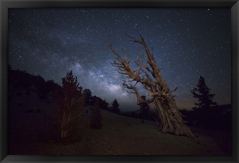 Framed large bristlecone pine in the Patriarch Grove bears witness to the rising Milky Way Print