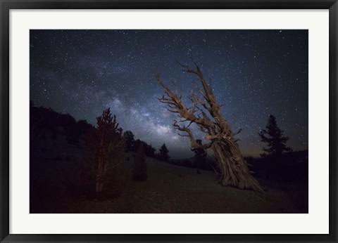 Framed large bristlecone pine in the Patriarch Grove bears witness to the rising Milky Way Print