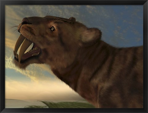 Framed Saber-Tooth Cat with dagger like front canine teeth Print