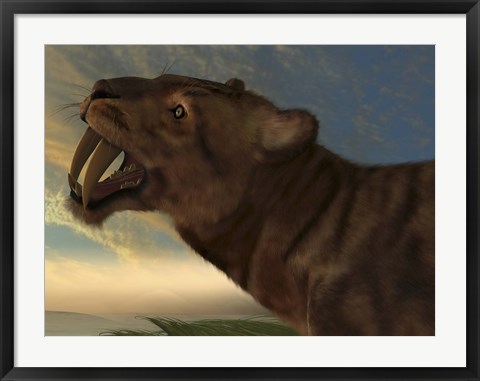 Framed Saber-Tooth Cat with dagger like front canine teeth Print