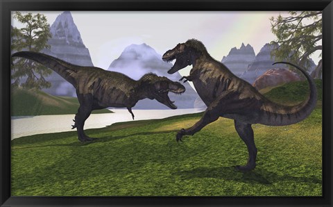 Framed Two Tyrannosaurus Rex dinosaurs fight for the right of a territory Print