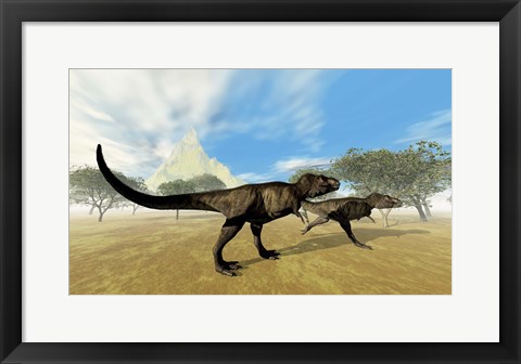 Framed Two Tyrannosaurus Rex dinosaurs are on the hunt for prey Print