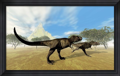 Framed Two Tyrannosaurus Rex dinosaurs are on the hunt for prey Print