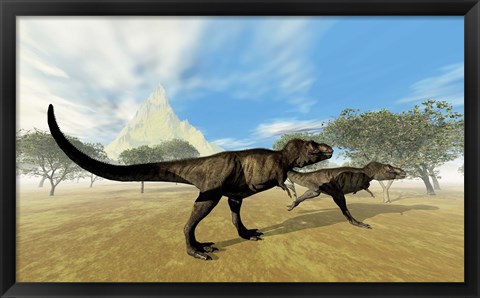 Framed Two Tyrannosaurus Rex dinosaurs are on the hunt for prey Print