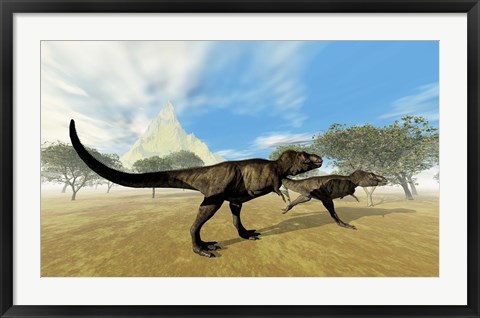 Framed Two Tyrannosaurus Rex dinosaurs are on the hunt for prey Print