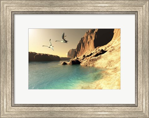Framed Two Mute Swans in flight Print