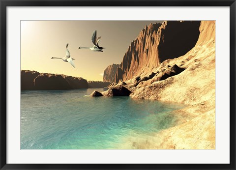 Framed Two Mute Swans in flight Print