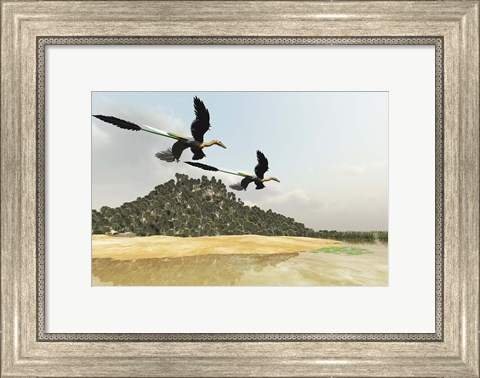 Framed Two Microraptor dinosaurs fly over a wetland marsh in prehistoric times Print