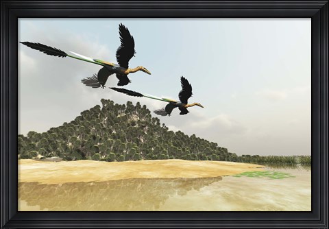 Framed Two Microraptor dinosaurs fly over a wetland marsh in prehistoric times Print