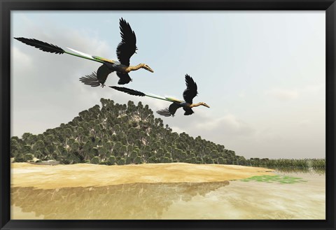 Framed Two Microraptor dinosaurs fly over a wetland marsh in prehistoric times Print