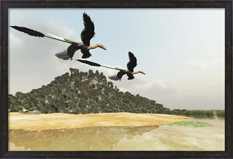 Framed Two Microraptor dinosaurs fly over a wetland marsh in prehistoric times Print