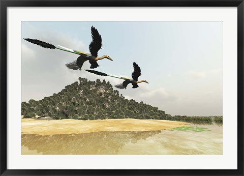 Framed Two Microraptor dinosaurs fly over a wetland marsh in prehistoric times Print