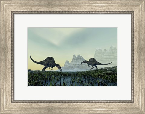 Framed Spinosaurus dinosaurs drink from a marsh area in prehistoric times Print