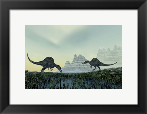 Framed Spinosaurus dinosaurs drink from a marsh area in prehistoric times Print