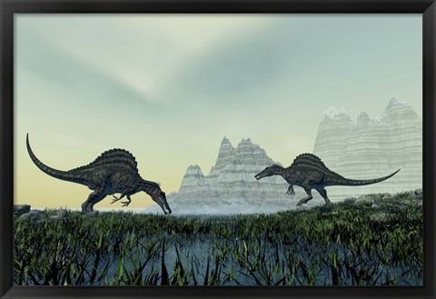 Framed Spinosaurus dinosaurs drink from a marsh area in prehistoric times Print