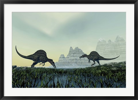 Framed Spinosaurus dinosaurs drink from a marsh area in prehistoric times Print