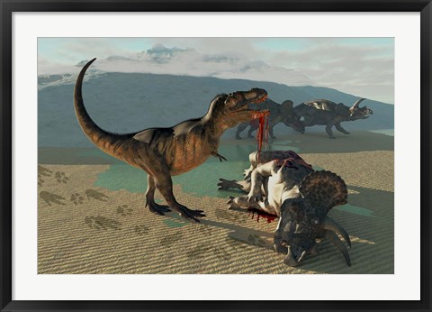 Framed Tyrannosaurus Rex eats the flesh of a dead Triceratops Print