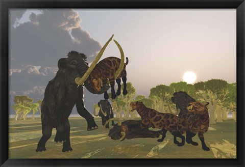 Framed pack of Saber Tooth Cats attack a small Woolly Mammoth Print