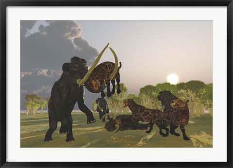 Framed pack of Saber Tooth Cats attack a small Woolly Mammoth Print