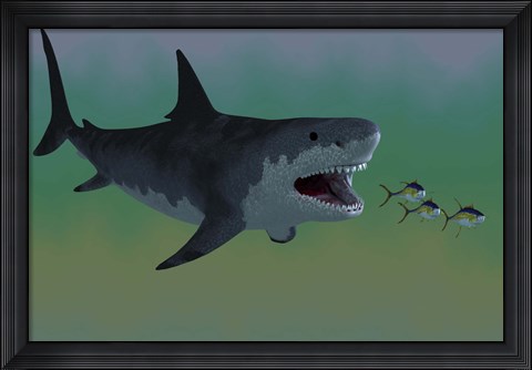 Framed Several Tuna fish try to escape from a huge Megalodon shark Print