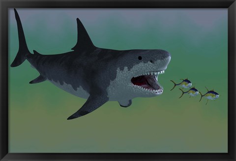 Framed Several Tuna fish try to escape from a huge Megalodon shark Print