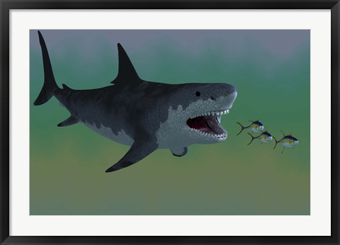 Framed Several Tuna fish try to escape from a huge Megalodon shark Print