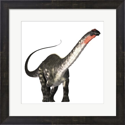 Framed Apatosaurus dinosaur was a herbivore of the Jurassic Era Print