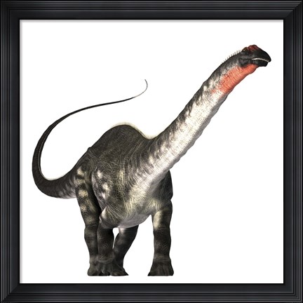 Framed Apatosaurus dinosaur was a herbivore of the Jurassic Era Print